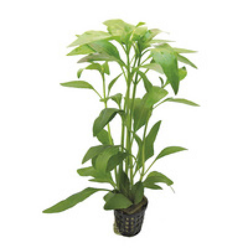 6x Gymnocoronis Spilanthoides